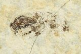 Fossil True Weevil (Curculionidae) Beetle - France #254576-2